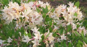 Азалия уход за растением