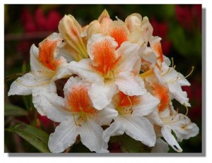 Азалия уход за растением