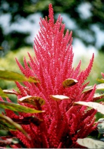 Лечебные свойства амаранта