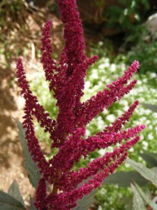 Амарант – выращивание