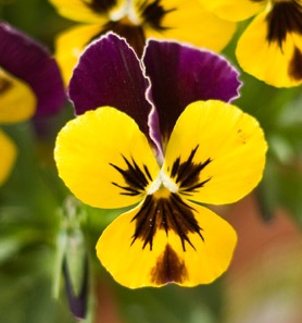 Анютины глазки