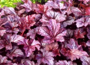 Гейхера – выращивание