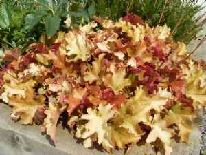 Гейхера – выращивание