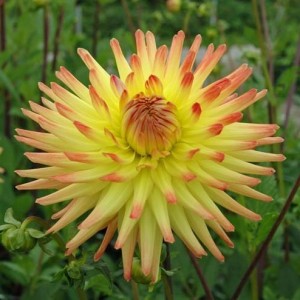 Уход за георгинами