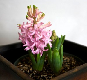 Выращиваем гиацинт в домашних условиях