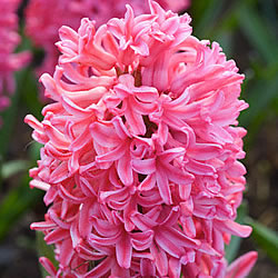 Гиацинт – уход после цветения