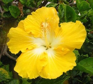 Гибискус уход и размножение