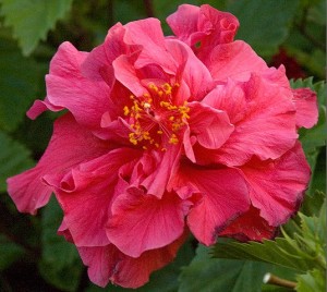 Гибискус уход и размножение