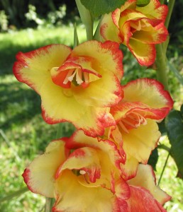 Гладиолусы – посадка и уход