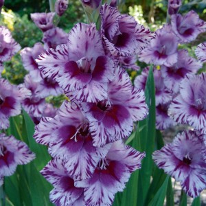 Гладиолусы – посадка и уход