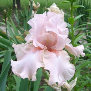 Ирисы посадка и уход