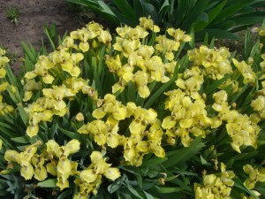 Выращивание ирисов