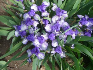 Выращивание ирисов